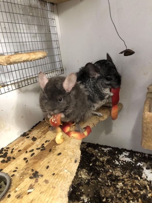 Чин Чили  редки видове от Перу