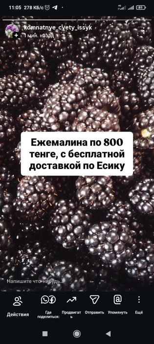 Продам ягода ежемалина