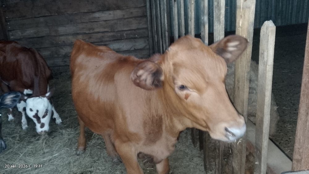 Продам телят оптом