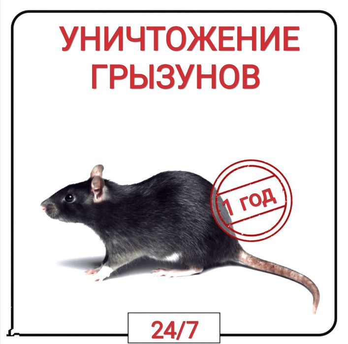 Дезинфекция от грызунов