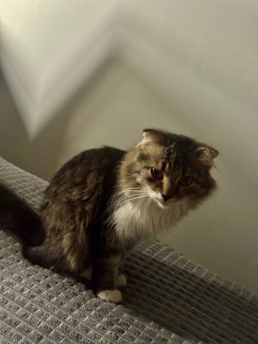 Котенок в хорошие руки