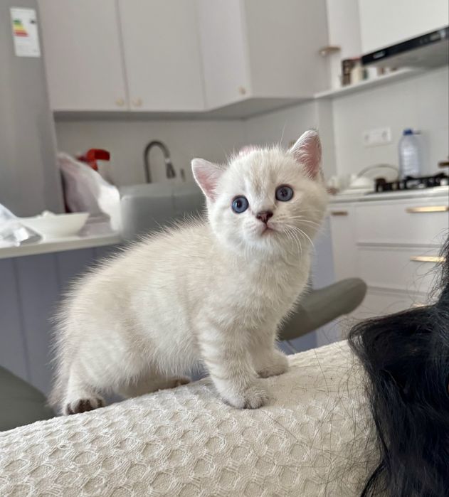 Котенок Scotish Скотиш