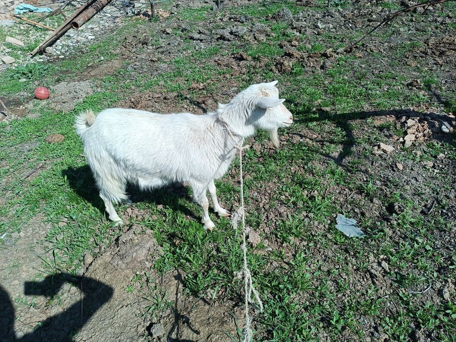 Ечки яхши порода