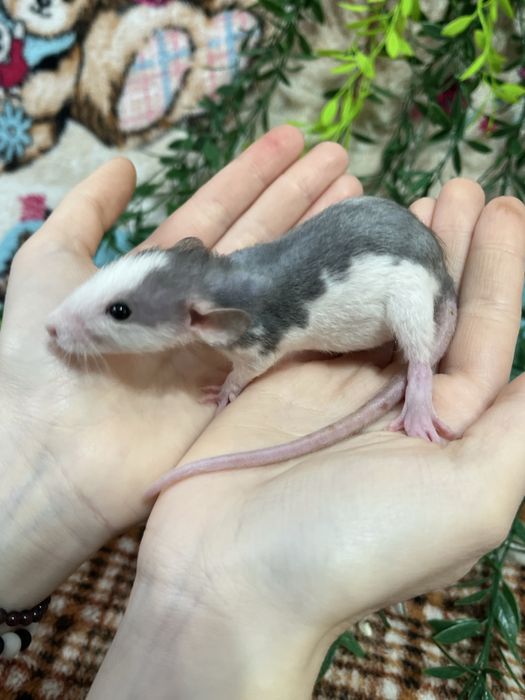 Крысята ручные кудряшки и сфинксы( крысы,крыса,крыски)