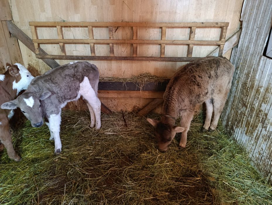 Телята бычок еркек бузаулар