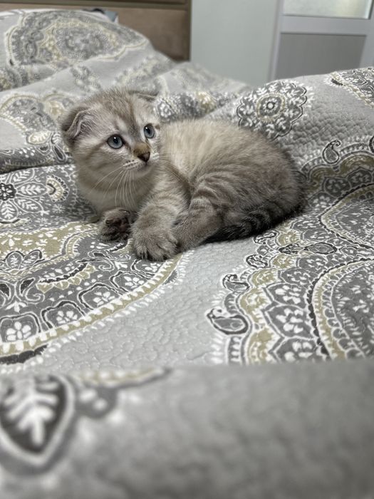 Продается Scottish fold