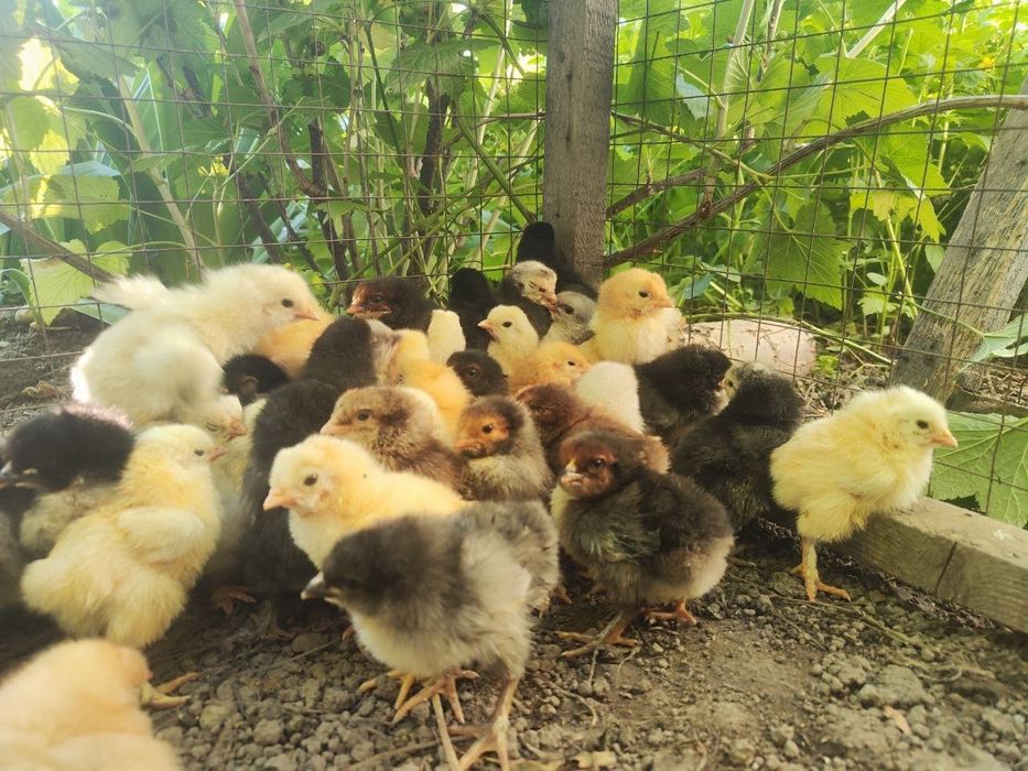 Продам домашних цыплят
