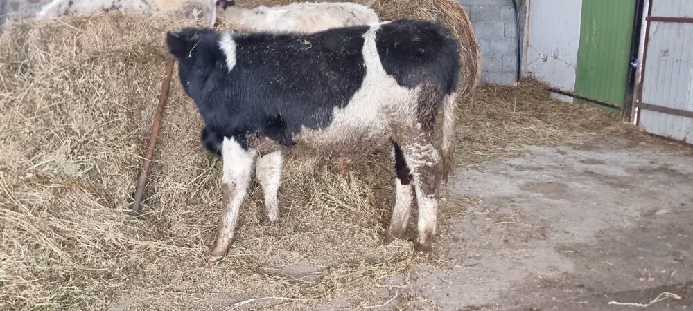 Taurasi si Vitele de crescut