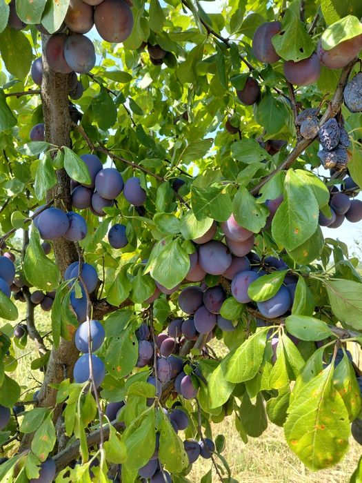Prune pentru tuica