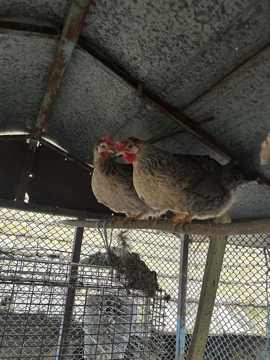 Легбар крем оплодени