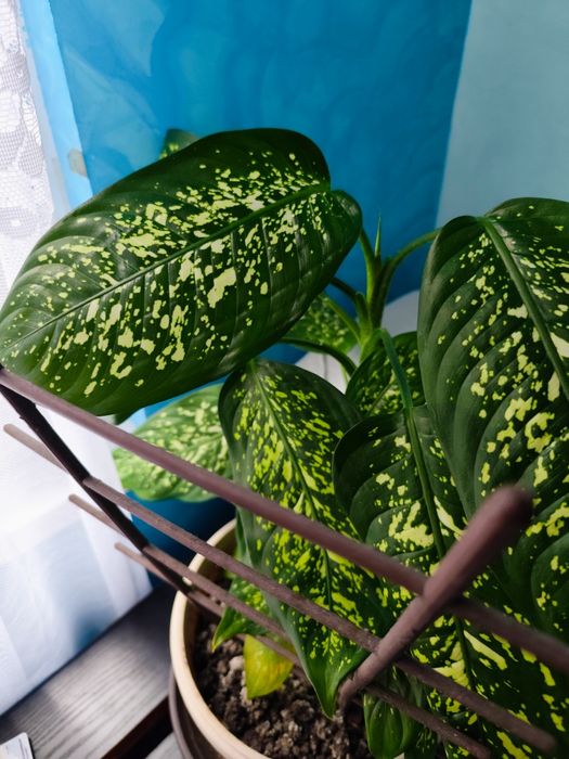 Декоративно растение Дифенбахия