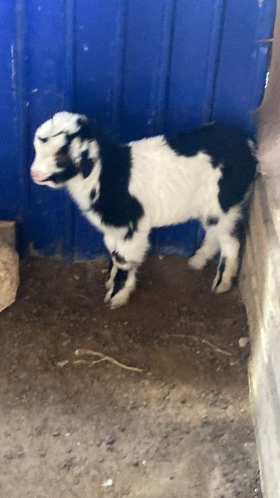 Орыс ешкі сатылады лағымен