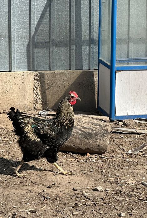 Продам молодых петухов