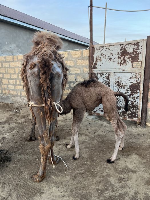 Боталы туйе. Боталы түйе.