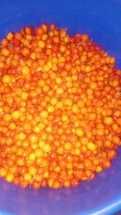 Продам облепиху 5 литров