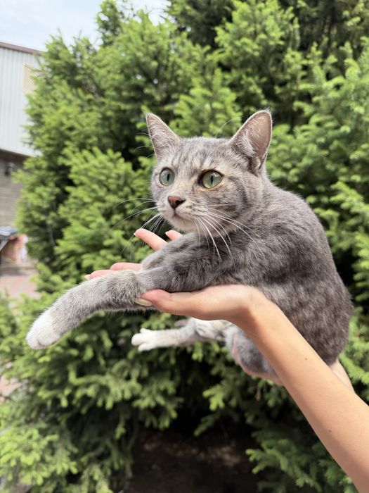 Котенок ищет дом