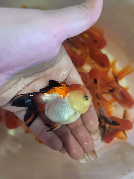 Vând carasi oranda