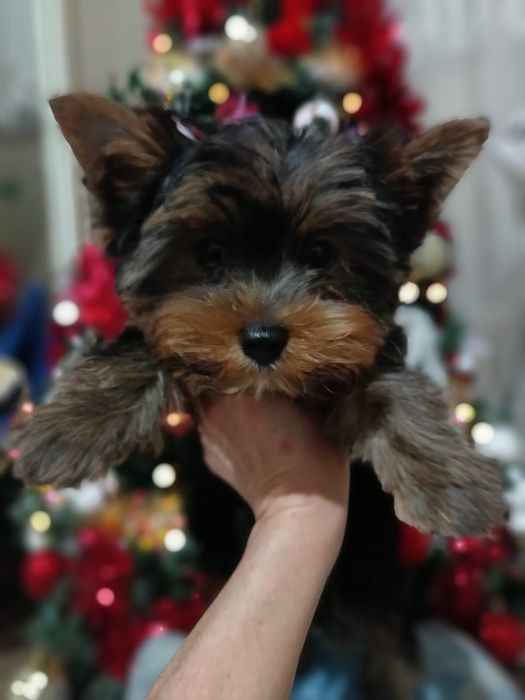 Йоркширские терьеры мальчики