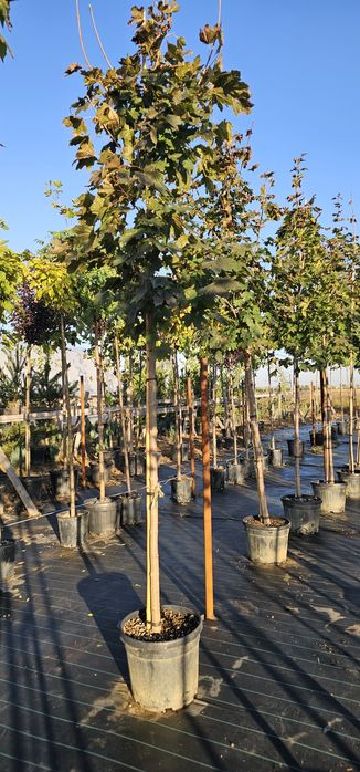Catalpa globulara - Salcam globular  - Artar Crimson king