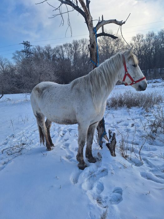Продам кабылу Российскую