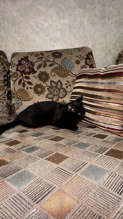 В добрые руки кошечку 5 мес