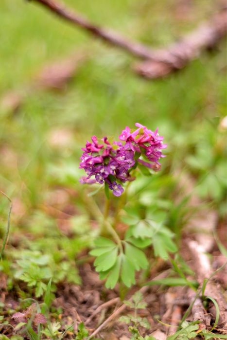 Fotograf evenimente/portrete