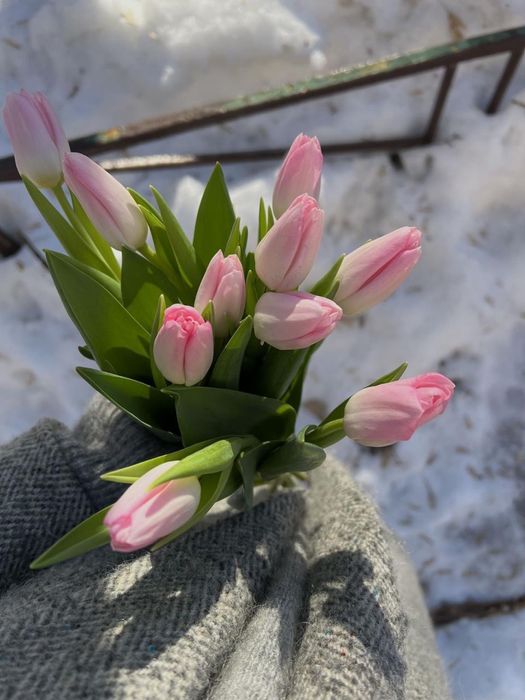 Тюльпаны 600тг. Цветы . Оформлени в подарок