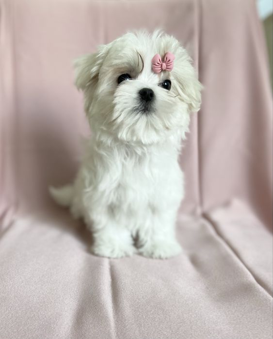 Щенки мальтезе мальчик