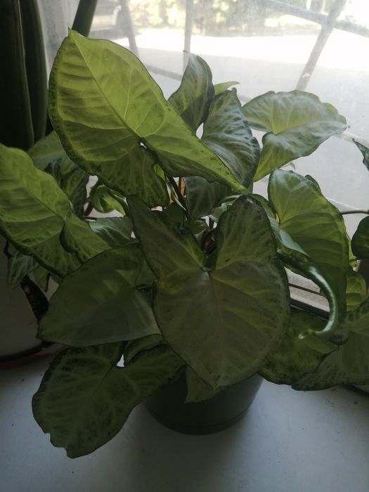 Продам комнатные цветы