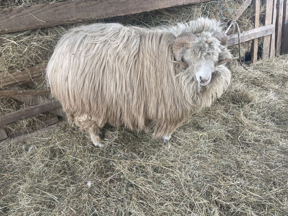 Vand berbec mai multe detali la numarul de telefon