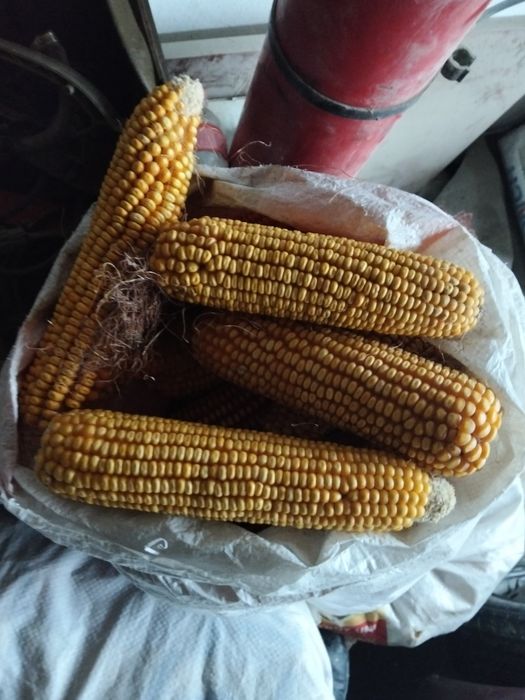 Кукуруза початком,маккажохори сотасиблян  3200 сум