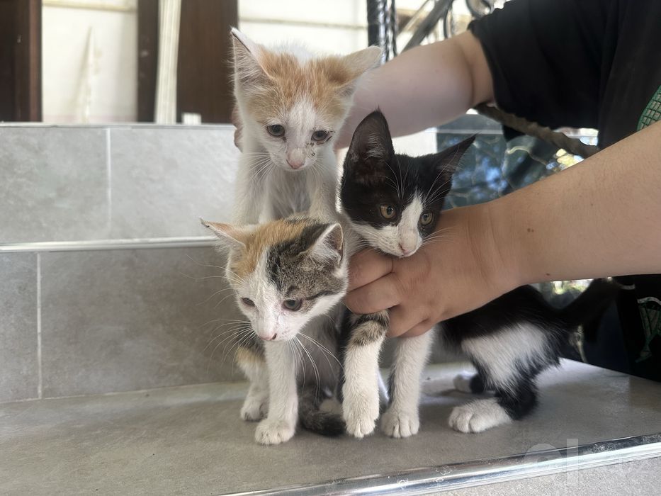 Котята 2,3 месяца