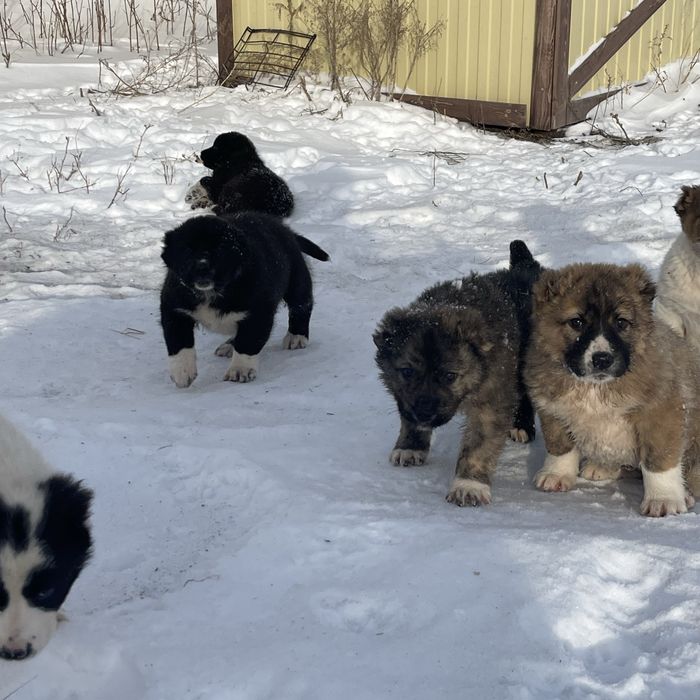 Щенки Алабая с привитые