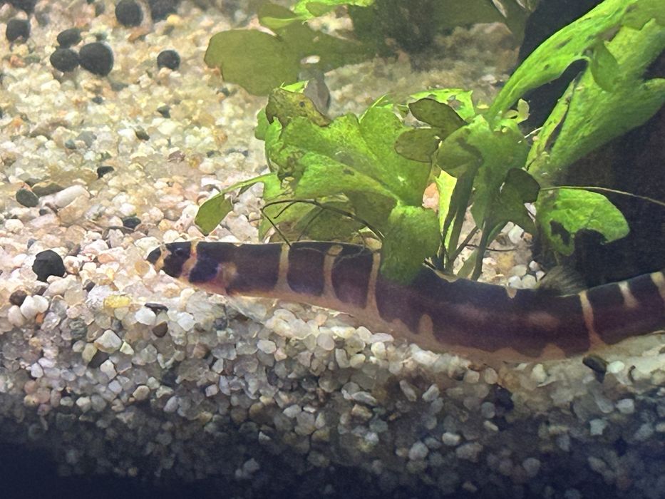 Vand / schimb kuhlii loaches