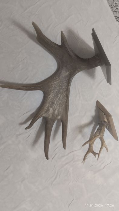 Рога Лося .бугу шохи котта залларга ярашади Росия урмонларидан олинган