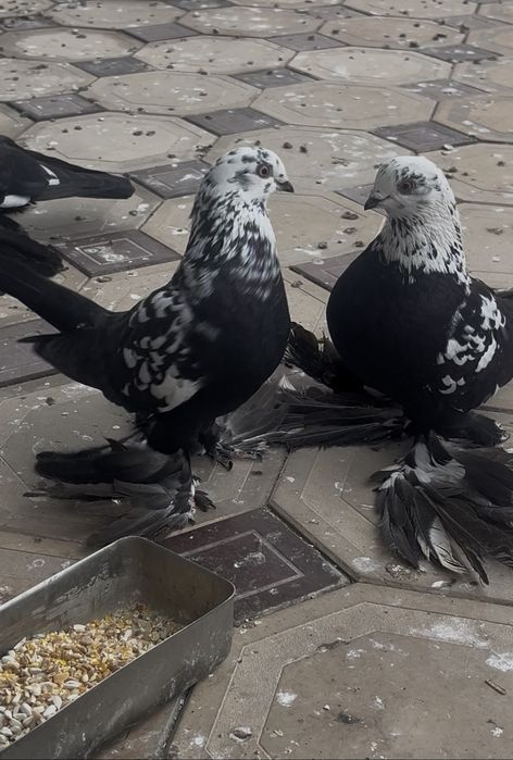 Продам голубей.