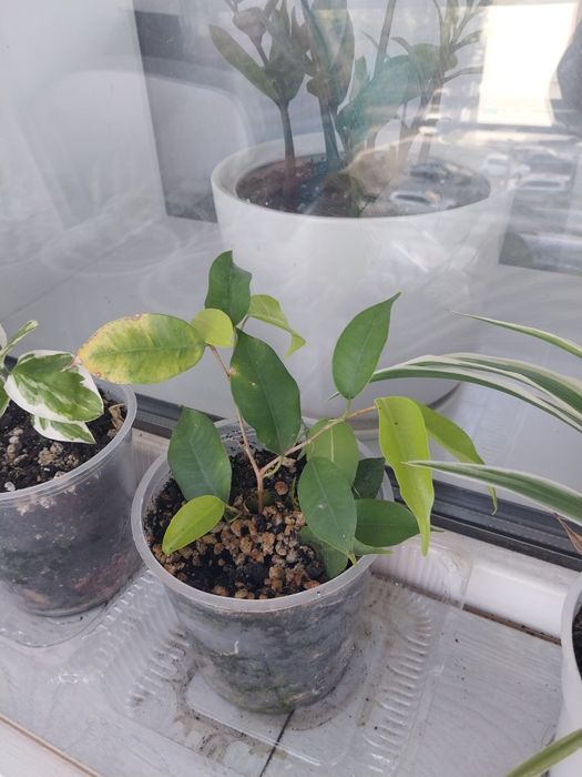 Продам комнатные цветы.