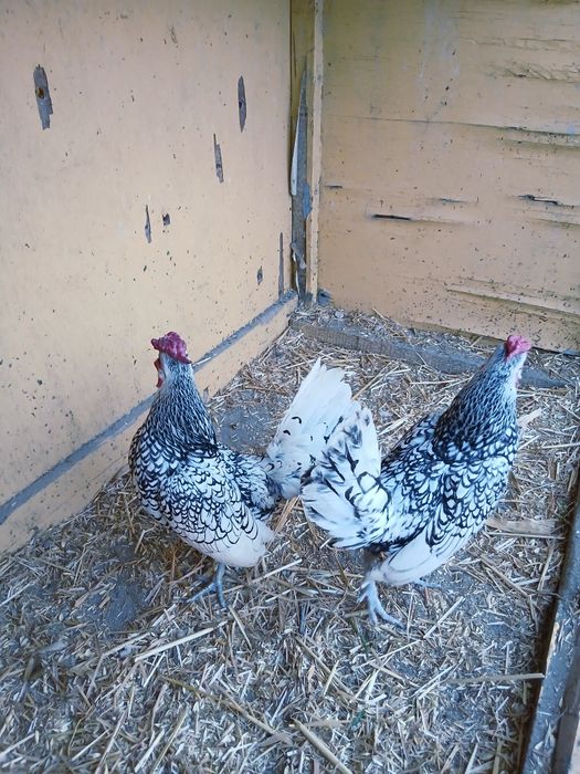 Сибрайт Серебро Хурозлар