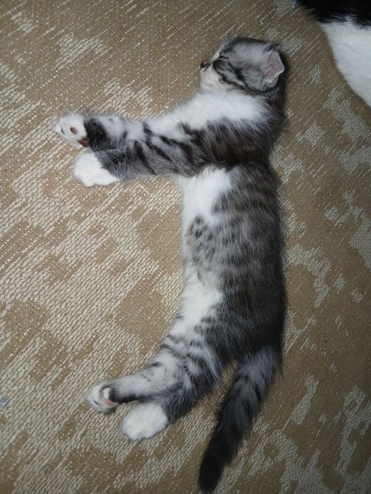 Шотландский вислоухи котята