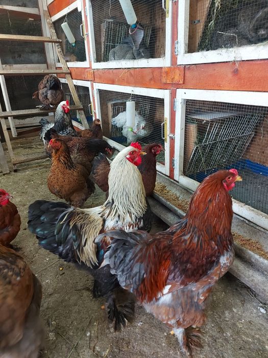 Cocoși pentru doritori