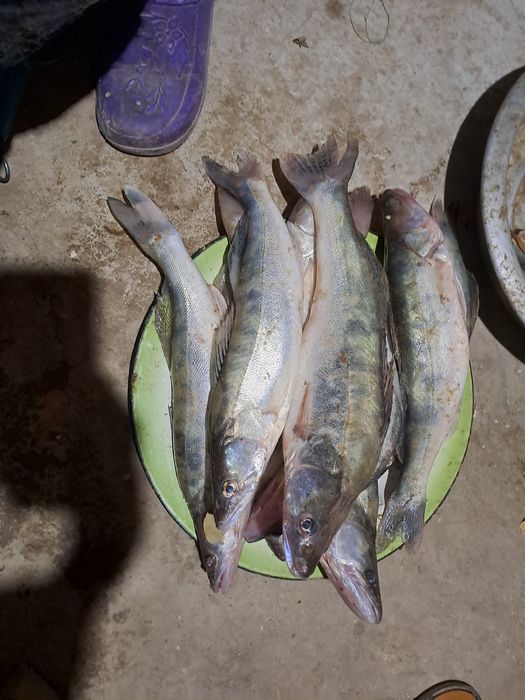 Судак сатылады свежий