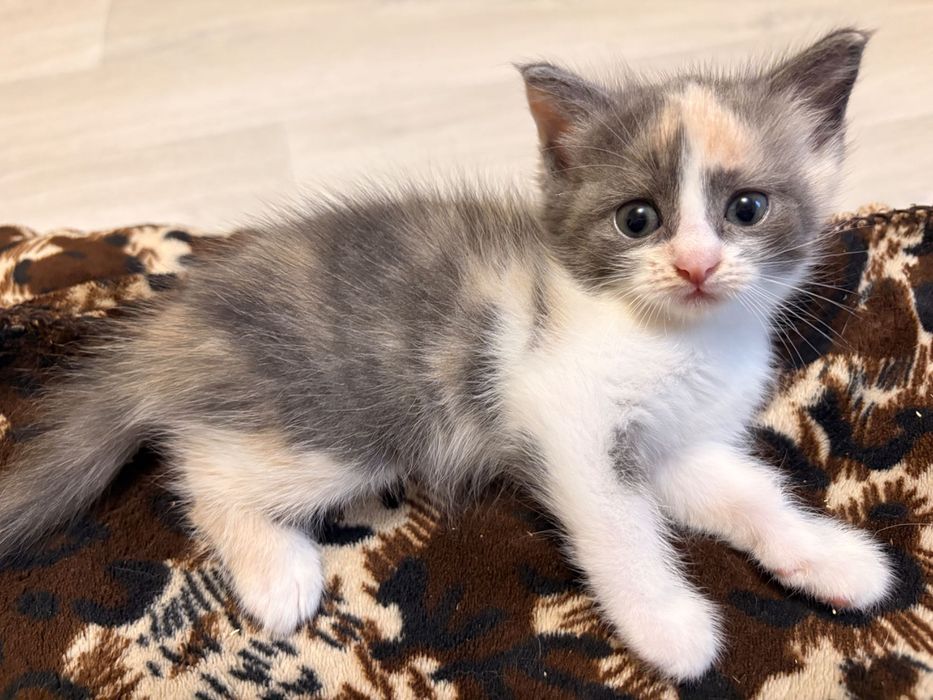 5 маленьких террористов ищут новый штаб!
