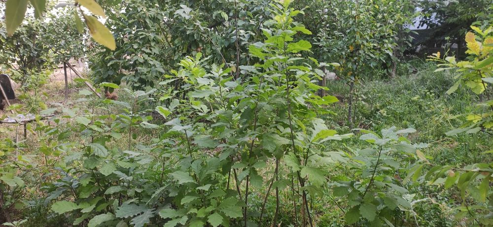 Дерево Дуб высота 1.5метр