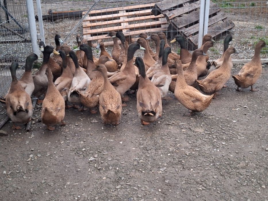 Rațe Khaki Campbell linie Italia (perechi)