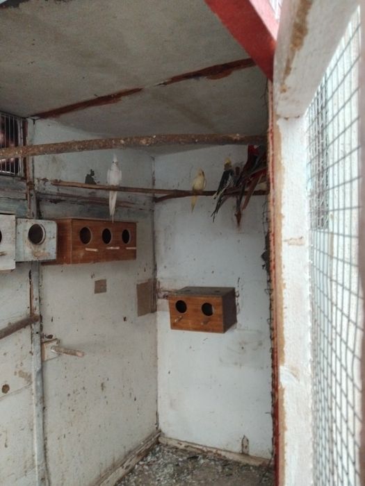 Vând papagali Nimfe