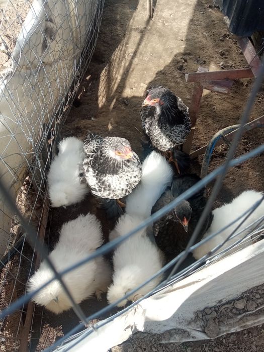 Ouă și pui de rasă: Hamburg, Brahma și Silkie ( mătase japoneză )