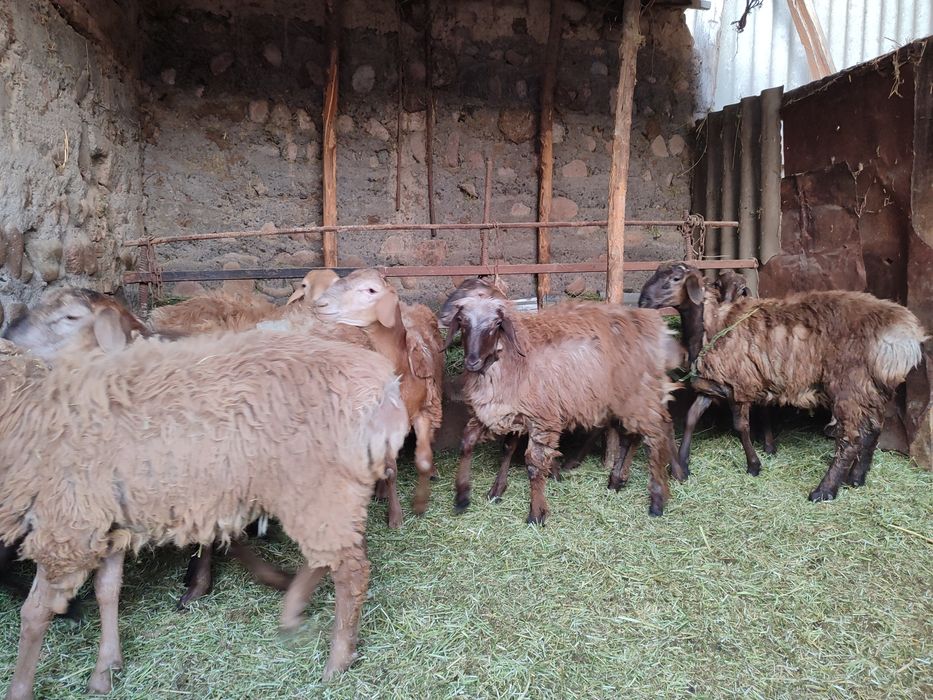 Козылар сатылады