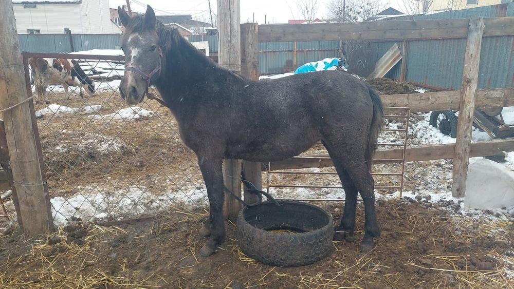 Продам или обмен лошадей на крс