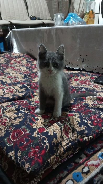 Mushuk Skottish strayd