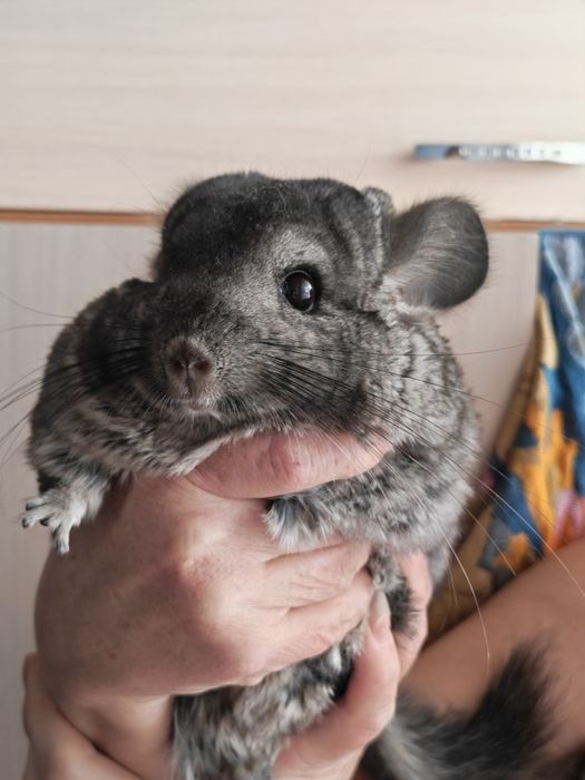 Продается шиншилла